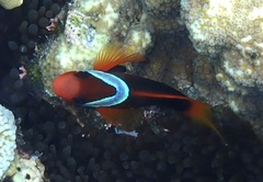 Amphiprion melanopus