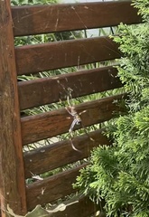 Trichonephila plumipes