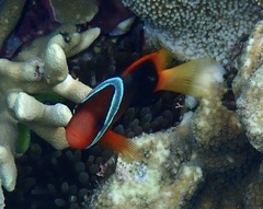 Amphiprion melanopus