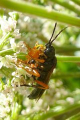 Tenthredo atra