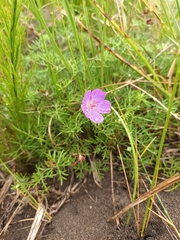 Geranium incanum