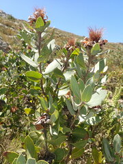 Protea punctata