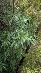 Boehmeria densiflora