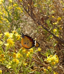 Danaus chrysippus