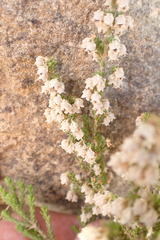 Erica fimbriata