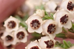 Erica fimbriata