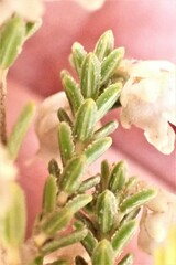 Erica fimbriata