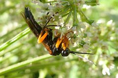 Tenthredo atra
