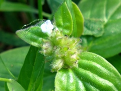 Spermacoce latifolia