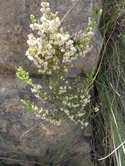 Erica fimbriata