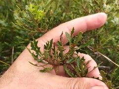 Morella quercifolia
