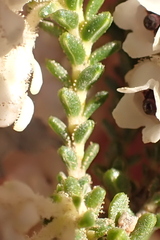 Erica fimbriata