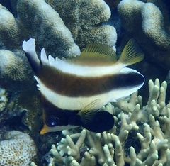 Heniochus chrysostomus