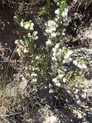 Erica fimbriata