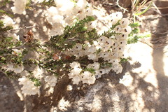 Erica fimbriata