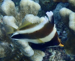 Heniochus chrysostomus