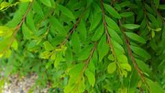 Phyllanthus myrtifolius