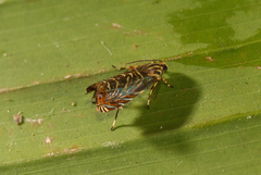 Hilarographa ribbei