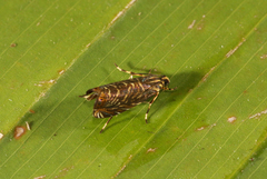 Hilarographa ribbei