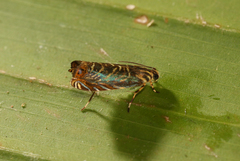Hilarographa ribbei