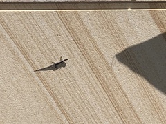 Lampropholis delicata