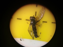 Platycheirus albimanus