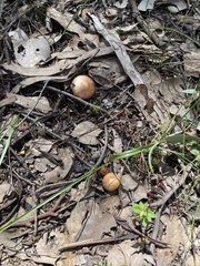 Agaricus diminutivus