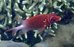 Sargocentron caudimaculatum