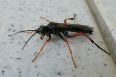 Tenthredo atra