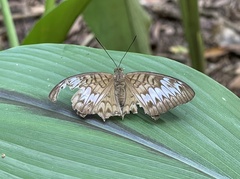 Tanaecia