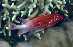Sargocentron caudimaculatum