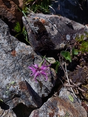Dianthus pygmaeus