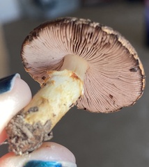 Agaricus diminutivus