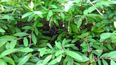 Phyllanthus myrtifolius