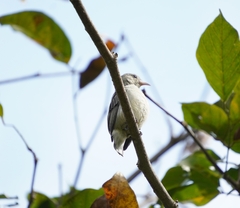 Dicaeum erythrorhynchos