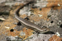 Pseudemoia entrecasteauxii