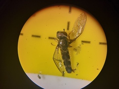 Platycheirus albimanus