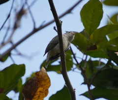 Dicaeum erythrorhynchos