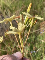 Ixia paniculata