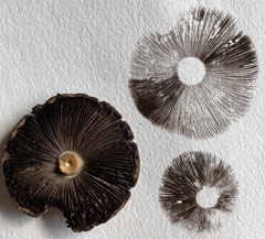 Agaricus diminutivus