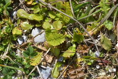Leptinella potentillina