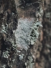 Lecanora carpinea