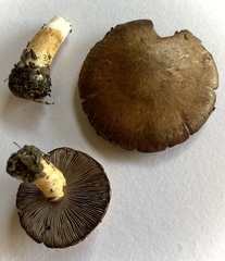 Agaricus diminutivus