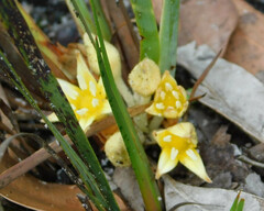 Conostylis serrulata