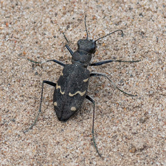 Cicindela sylvatica