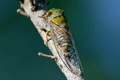 Macrotristria intersecta