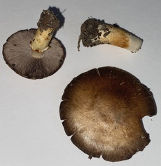 Agaricus diminutivus