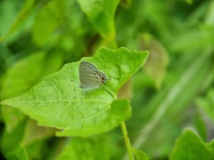 Catopyrops ancyra