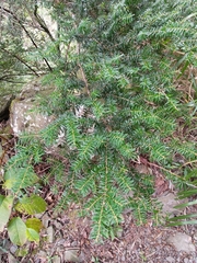 Tsuga chinensis