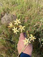 Ixia paniculata